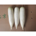 Nuevo Crop Competitive Fresh White Radish (450-500g)